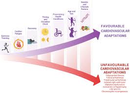 How Cardiovascular Exercise Transforms You